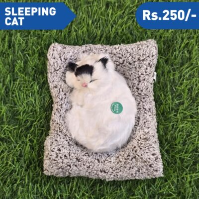 SLEEPING  CAT M2